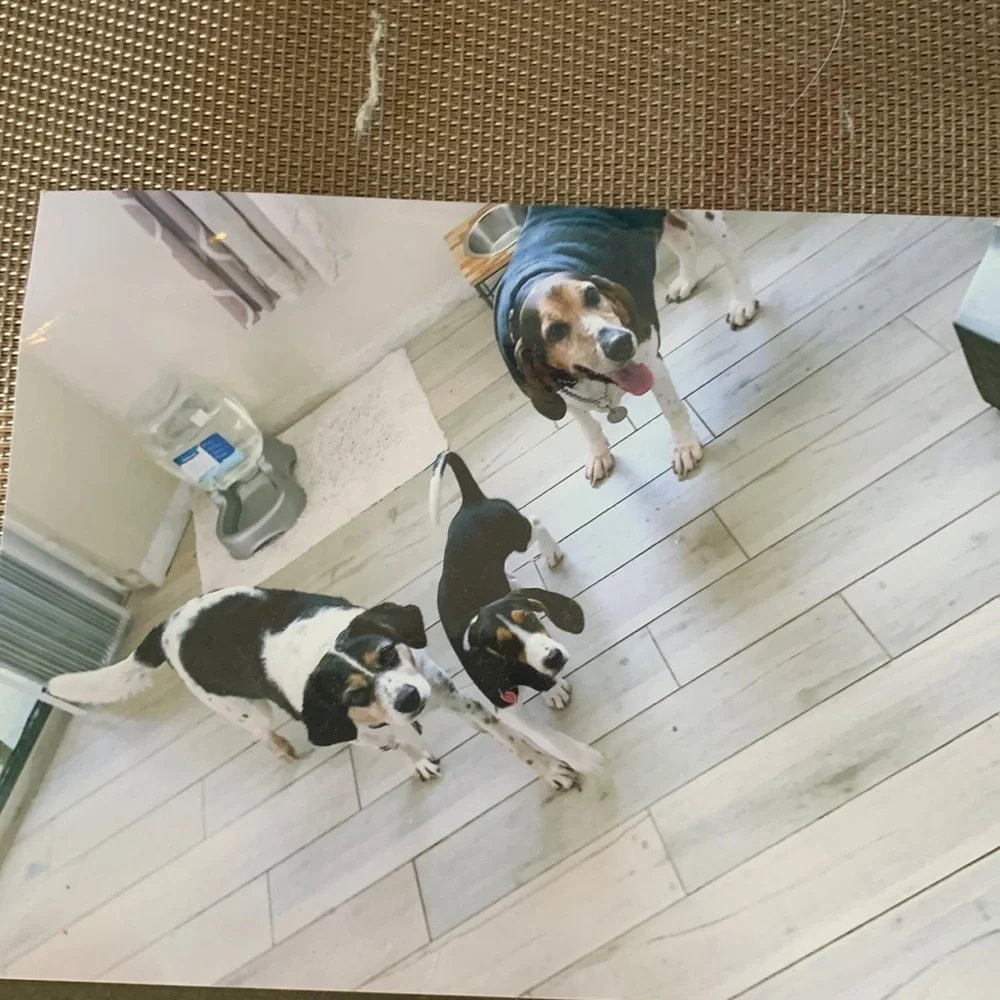 Priceless to try and walker coonhounds in a beagle mix